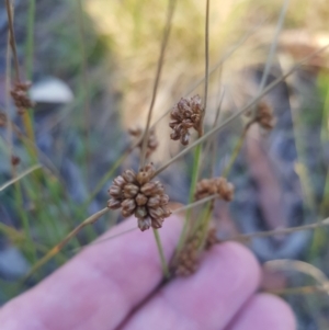 Juncus filicaulis at Tinderry, NSW - 5 Feb 2023