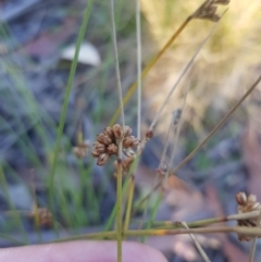 Juncus filicaulis at Tinderry, NSW - 5 Feb 2023