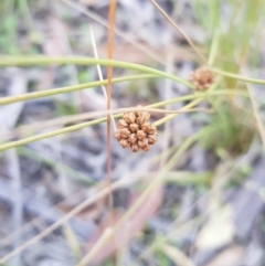 Juncus filicaulis at Tinderry, NSW - 5 Feb 2023