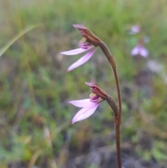 Eriochilus magenteus (Magenta Autumn Orchid) at Mt Holland - 5 Feb 2023 by danswell