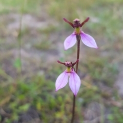 Eriochilus magenteus at Tinderry, NSW - suppressed