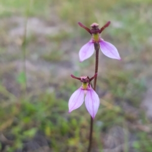 Eriochilus magenteus at Tinderry, NSW - suppressed