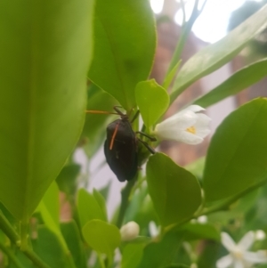 Musgraveia sulciventris at Greenleigh, NSW - 31 Jan 2023