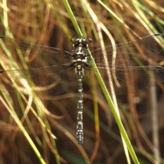 Eusynthemis guttata (Southern Tigertail) at Namadgi National Park - 6 Feb 2023 by JohnBundock