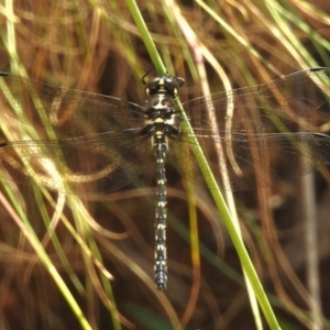 Eusynthemis guttata at Cotter River, ACT - 6 Feb 2023