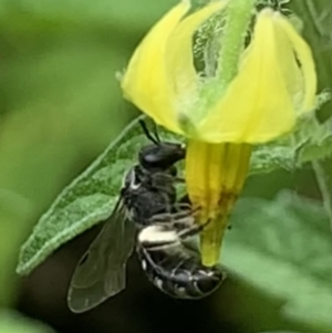 Lasioglossum (Chilalictus) sp. (genus & subgenus) at Dulwich Hill, NSW - 10 Jan 2023