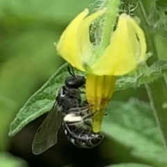 Lasioglossum (Chilalictus) sp. (genus & subgenus) at Dulwich Hill, NSW - 10 Jan 2023