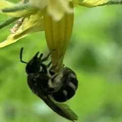 Lasioglossum (Chilalictus) sp. (genus & subgenus) at Dulwich Hill, NSW - suppressed