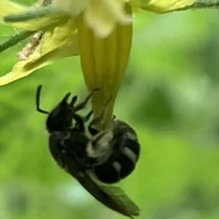 Lasioglossum (Chilalictus) sp. (genus & subgenus) at Dulwich Hill, NSW - 10 Jan 2023