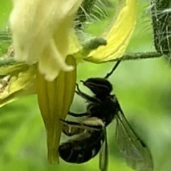 Lasioglossum (Chilalictus) sp. (genus & subgenus) at Dulwich Hill, NSW - 10 Jan 2023