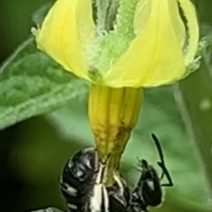 Lasioglossum (Chilalictus) sp. (genus & subgenus) at Dulwich Hill, NSW - 10 Jan 2023