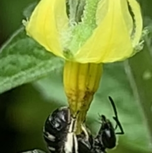 Lasioglossum (Chilalictus) sp. (genus & subgenus) at Dulwich Hill, NSW - 10 Jan 2023