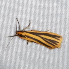Phaeophlebosia furcifera (Forked Footman) at O'Connor, ACT - 5 Feb 2023 by ibaird