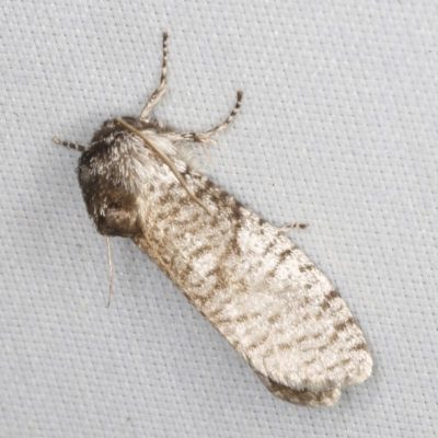 Trigonocyttara clandestina (Less-stick Case Moth) at O'Connor, ACT - 5 Feb 2023 by ibaird