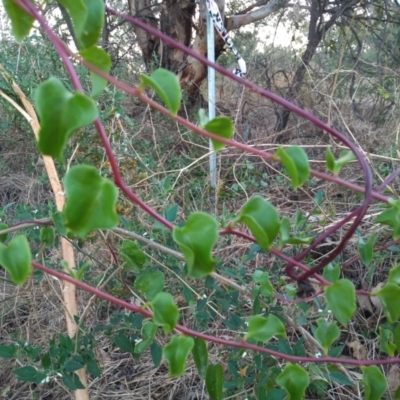 Anredera cordifolia (Madeira Vine) at Paddys River, ACT - 6 Feb 2023 by michaelb