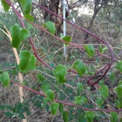 Anredera cordifolia (Madeira Vine ) at Paddys River, ACT - 6 Feb 2023 by michaelb