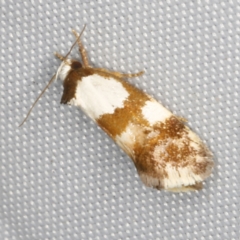 Placocosma hephaestea (A Concealer moth) at O'Connor, ACT - 5 Feb 2023 by ibaird