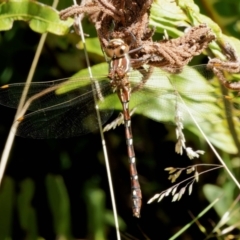 Austroaeschna pulchra (Forest Darner) at Namadgi National Park - 5 Feb 2023 by DPRees125