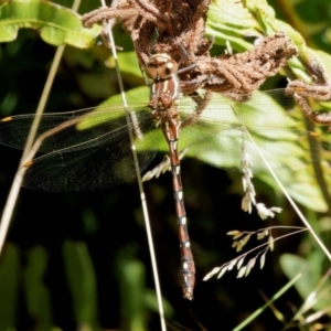 Austroaeschna pulchra at Cotter River, ACT - 5 Feb 2023