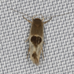 Stathmopoda megathyma (A concealer moth) at O'Connor, ACT - 5 Feb 2023 by ibaird