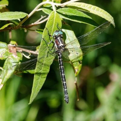 Eusynthemis guttata (Southern Tigertail) at Namadgi National Park - 5 Feb 2023 by DPRees125