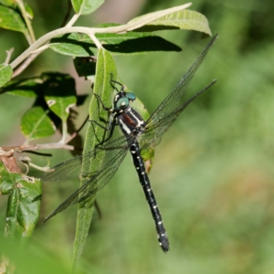 Eusynthemis guttata at Cotter River, ACT - 5 Feb 2023