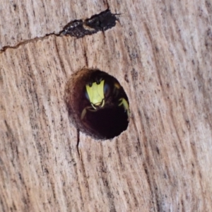 Hylaeus (Euprosopis) honestus at Murrumbateman, NSW - 6 Feb 2023