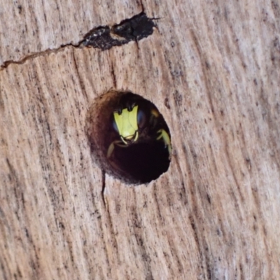 Hylaeus (Euprosopis) honestus (A hylaeine colletid bee) at Murrumbateman, NSW - 6 Feb 2023 by SimoneC