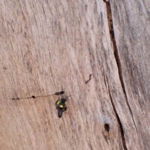 Hylaeus (Euprosopis) honestus at Murrumbateman, NSW - 6 Feb 2023 05:53 PM