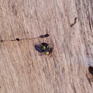 Hylaeus (Euprosopis) honestus at Murrumbateman, NSW - 6 Feb 2023