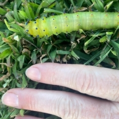 Opodiphthera helena (Helena Gum Moth) at QPRC LGA - 6 Feb 2023 by Markes