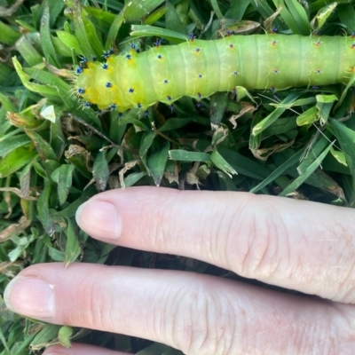 Opodiphthera helena (Helena Gum Moth) at Bungendore, NSW - 6 Feb 2023 by Markes