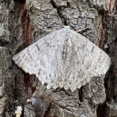 Crypsiphona ocultaria (Red-lined Looper Moth) at Mount Ainslie - 4 Feb 2023 by Pirom