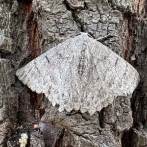 Crypsiphona ocultaria at Ainslie, ACT - 4 Feb 2023 05:18 PM