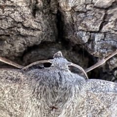 Crypsiphona ocultaria at Ainslie, ACT - 4 Feb 2023