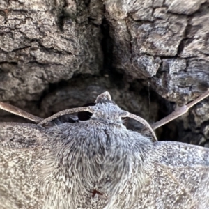 Crypsiphona ocultaria at Ainslie, ACT - 4 Feb 2023 05:18 PM