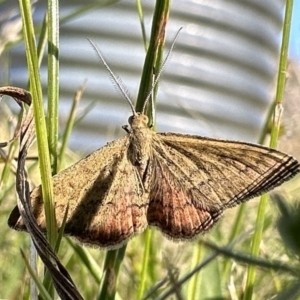 Scopula rubraria at Booth, ACT - 5 Feb 2023