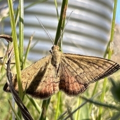 Scopula rubraria (Plantain Moth) at Booth, ACT - 5 Feb 2023 by Pirom