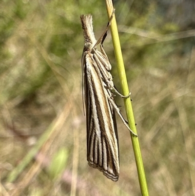 Hednota species near grammellus (Pyralid or snout moth) at Namadgi National Park - 5 Feb 2023 by Pirom