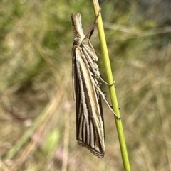 Hednota species near grammellus (Pyralid or snout moth) at Booth, ACT - 5 Feb 2023 by Pirom