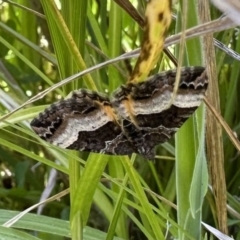 Chrysolarentia lucidulata (Lucid Carpet) at Namadgi National Park - 5 Feb 2023 by Pirom