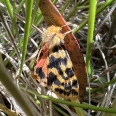 Ardices curvata (Crimson Tiger Moth) at Namadgi National Park - 5 Feb 2023 by Pirom