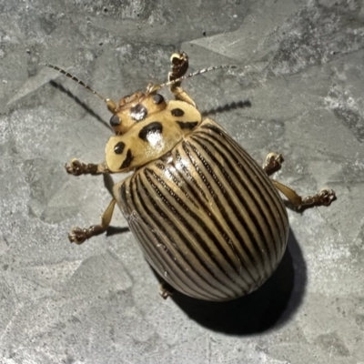 Paropsisterna intacta (Eucalyptus Leaf Beetle) at Namadgi National Park - 5 Feb 2023 by Pirom