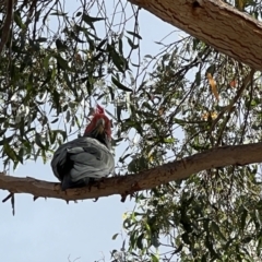 Callocephalon fimbriatum (Gang-gang Cockatoo) at Pialligo, ACT - 6 Feb 2023 by JimL