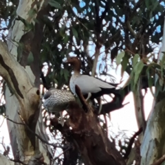 Chenonetta jubata (Australian Wood Duck) at Weston, ACT - 5 Aug 2022 by BJR