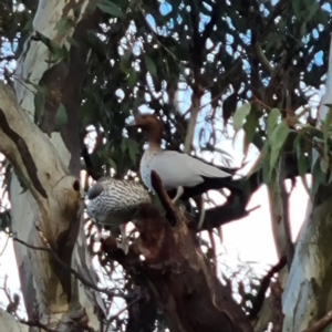 Chenonetta jubata at Weston, ACT - 5 Aug 2022