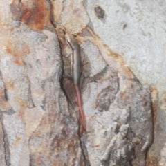 Morethia boulengeri (Boulenger's Skink) at Bruce, ACT - 5 Feb 2023 by Harrisi