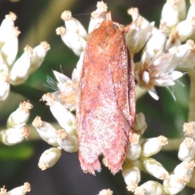 Garrha leucerythra (A concealer moth) at Black Mountain - 5 Feb 2023 by Harrisi
