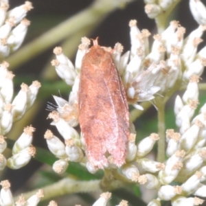 Garrha leucerythra at O'Connor, ACT - 5 Feb 2023 05:08 PM