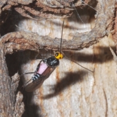 Braconidae (family) (Unidentified braconid wasp) at Stromlo, ACT - 5 Feb 2023 by Harrisi